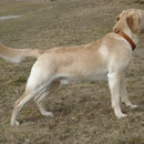 Hank