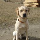 Hank