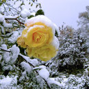 Landhaus Wildfeuer: vereiste Rose