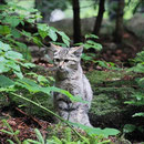 Junge Wildkatze im Nationalpark Bayerischer Wald