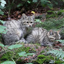 Junge Wildkatzen im Nationalpark Bayerischer Wald