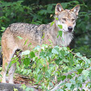 Wolf im Nationalpark Bayerischer Wald