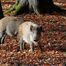 Sie gehören zu unseren Lieblingen - Wildschweine im Nationalpark