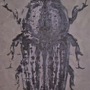 ips II, 2010, Acryl auf Leinwand, 150 x 100 cm