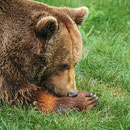 Cercado Osero.El Sabil. Senda del Oso