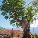 Roble milenario de Bermiego (Quirós) Monumento Natural. El Sabil. Senda del Oso