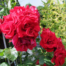 Rose mit 400 Tele aus der Hand