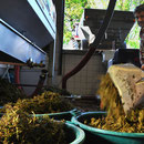 Travail dans le chai Domaine de l'Ermitage Photo: Véronique Hadengue