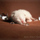 Basima Mani | chocolate-tortie-point |