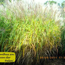 Miscanthus sin. 'Jost van der Palen'