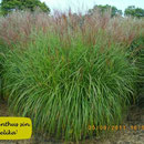 Miscanthus sin. 'Angelika'