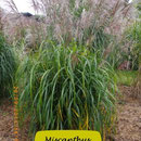 Miscanthus tranmorrisonensin, rötlichbraune Blüten, Höhe 120/200