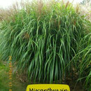 Miscanthus sin. 'Braune Lanze'
