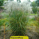 Miscanthus sinensis 'Champagner', weiße Blüte, überhängend, Höhe 140/180