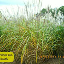 Miscanthus sin. 'Goliath', rotblühend, starkwüchsig , Höhe 220/280