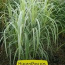 Micanthus sin. 'Dixieland', Weißgrünes, längsgestreiftes Blatt, Höhe 140