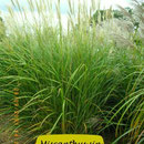 Miscanthus sin. 'Goldglanz', Gelbliche Blüte, Höhe 150/180