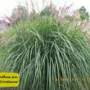 Miscanthus sin. 'Große Fontaine', rote Blüte, Mitte September, Höhe 160/220