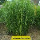 Miscanthus sin. 'Giraffe', silbrige Blüte, Blatt quergestreift, Höhe 180/220