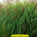 Miscanthus sin. 'Veitshöchheim', weißrosa Blüte, Höhe 200/220
