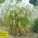 Miscanthus sin. 'Flamingo', rosa Blüte, hängend, Herbstfärbung, Höhe 100/180
