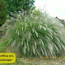 Miscanthus sin. 'Bogenlampe', große weiße Blüte, Platzbedarf  5-6 m², Höhe 180/220