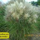 Miscanthus sin. 'Weiße Wolke', Weiß, sehr dichtwüchsig, Höhe 120/180