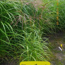 Miscanthus sin. 'Zwergzebra'