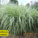 Miscanthus sin. 'Variegatus', weißbunte Form, blüht kaum, Höhe 180