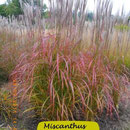Miscanthus simensis 'Flammenmeer', bisher beste rote Herbstfärbung, Höhe 120/180