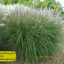 Miscanthus sin. 'Kleine Silberspinne', weiße Blüte, sehr feinlaubig, Höhe 100/150