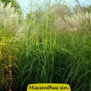 Miscanthus sin. 'Professor Richard Hansen',  Höhe 140/240