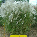 Miscanthus sin. 'Kleine Fontaine', silberweiße Blüte, sehr reich blühend, Höhe 100/150