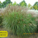 Miscanthus sin. 'Silberspinne', silberne Blüte reichblühend, Höhe 160/200