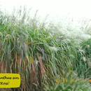 Miscanthus sin. 'Rosi', große silberne Blüten, Fernwirkung, Höhe 200/260