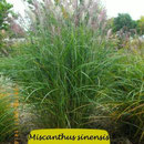 Miscanthus sinensis 'Digestif' Nr.10 M.-Zillmer, rote Blüte, Höhe 180/220
