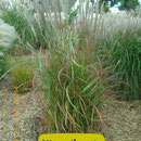 Miscanthus sin. 'Roter Pfeil', graubraune Blüte, rote Blätter, Höhe 100/180