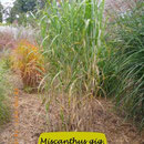 Miscanthus gig. 'Lottum', Gig.Typ, Blätter gelb gefleckt