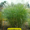 Miscanthus sin. 'Federweißer', weißgold, aufrecht, früh, Höhe 180/200