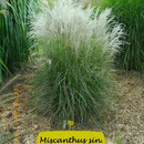 Miscanthus sin. 'Zwergfontaine', silbrigweiß, schmales Laub sehr früh, Höhe 100/150