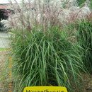 Miscanthus sin. 'Malepartus', schönste rote Blüte, Herbstfärbung, Höhe 140/200