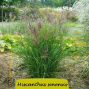 Miscanthus sinensis 'Red Wine' Nr.2 M.-Zillmer, Dunkelrote Blüte, Höhe 120/140
