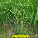 Miscanthus sin. 'Tiger Cub'
