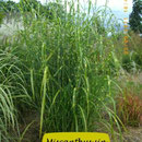 Miscanthus sin. 'Leopard', gelbquergestreiftes Blatt, späte Blüte, Höhe 160/180
