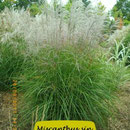 Miscanthus sin. 'Undine', rosa silbrige Blüte, Höhe 150/220