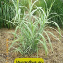 Miscanthus sin. 'Cosmopolitan', bis 4cm breite weißgrüne Blätter, Höhe 140
