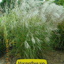Miscanthus sin. 'Graziella', schmales Laub, blüht nicht, Höhe 160