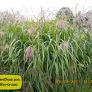 Miscanthus sin. 'Silberturm'