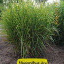 Miscanthus sin. 'Strictus', Blatt quergestreift, steif aufrecht, Höhe 150