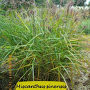 Miscanthus sinensis 'Makramee' Nr.5 M.-Zillmer, ondolierte rote Blüte, Höhe 180/200